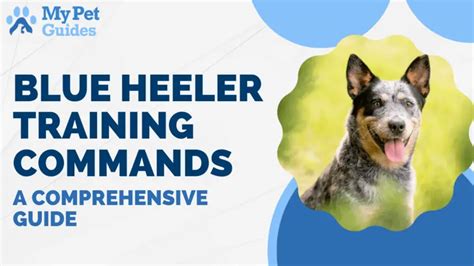 Blue Heeler Training Commands: A Comprehensive Guide