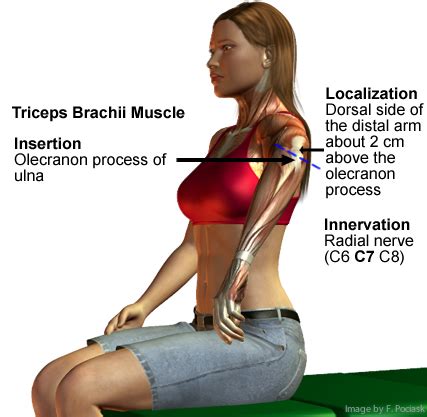 Triceps Brachii Reflex