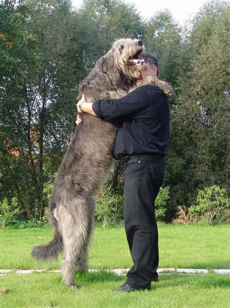 Irish Wolfhound -- this is the biggest dog i've ever seen O_O Giant Dogs, Big Dogs, Large Dogs ...