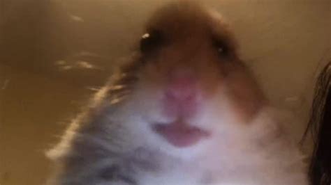 Staring Hamster Facetime Meme