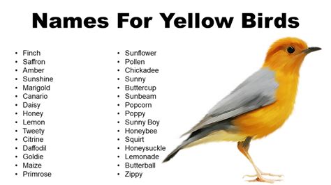 Yellow Bird Names: List of Names for Yellow Birds - GrammarVocab