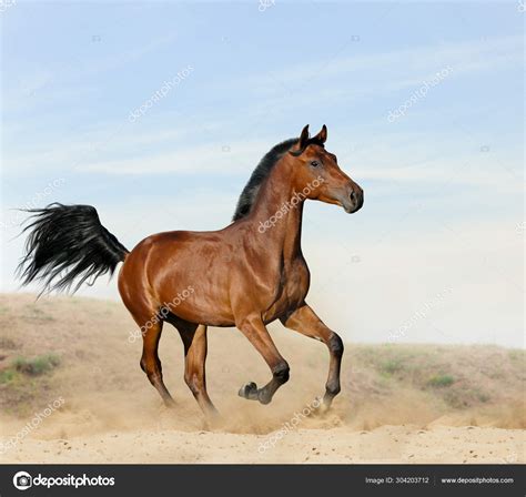 Wild Arabian Horses In The Desert