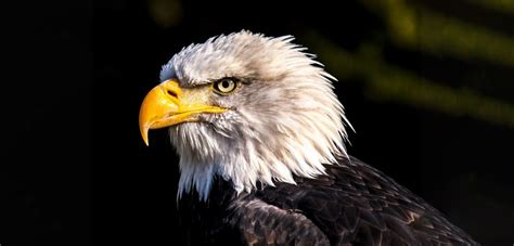 Bald-Eagle-Beak-CROP_Web | Good Nature Travel Blog