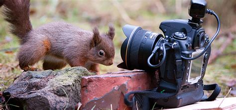 How to Photograph Wildlife with a Wide-angle Lens | Nature TTL