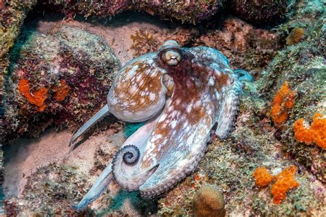 Caribbean Reef Octopus – OctoNation