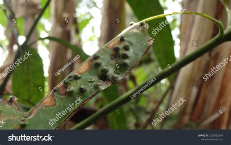 Mango Tree Disease Stock Photo 1239555904 | Shutterstock