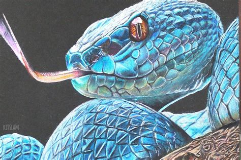 Snake Art - Realistic Viper Snake Drawing | Snake drawing, Snake art, Snake painting