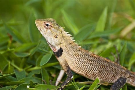 Oriental Garden Lizard - Female Stock Image - Image: 27671271