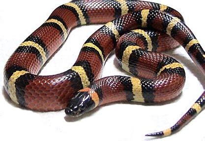 Milk Snakes – Popular Pet Snake for a Reason