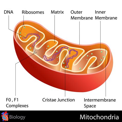 Labelled Diagram Of A Mitochondria Mitochondria Cell Mitocho