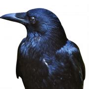 Rook Bird PNG Transparent Images - PNG All