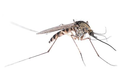 Mosquito Identification | How to Identify Mosquitoes in Illinois and Indiana