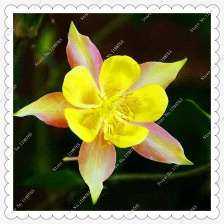 200pcs Columbine Seeds - BuyingSeed.com - Free Shipping - Up to 70% OFF