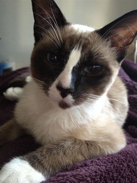 Snowshoe Siamese. | Snowshoe cat, Beautiful cats, American shorthair cat