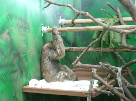 Sloth Sanctuary