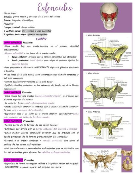 Anatomia | uDocz