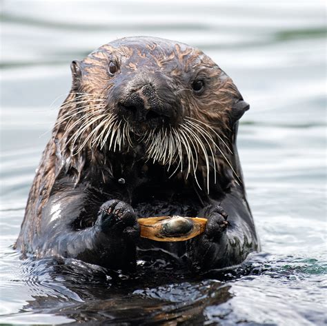 Furry engineers: sea otters in California's estuaries surprise ...