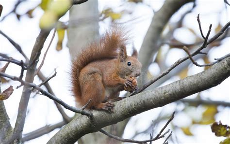 Grey Squirrel Eating Walnut Stock Photo - Image of outdoors, walnut: 19002174