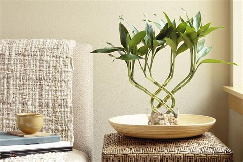 How to Use Feng Shui With Houseplants