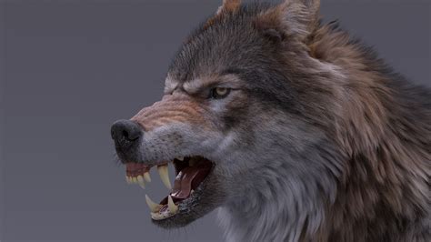 Gray Wolf Rigged 3D model — Missset