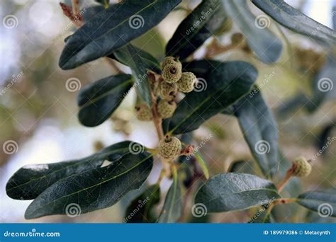 Tiny Acorns Growing In Clusters On Oak Tree In Florida - Quercus Virginiana, Southern Live Oak ...