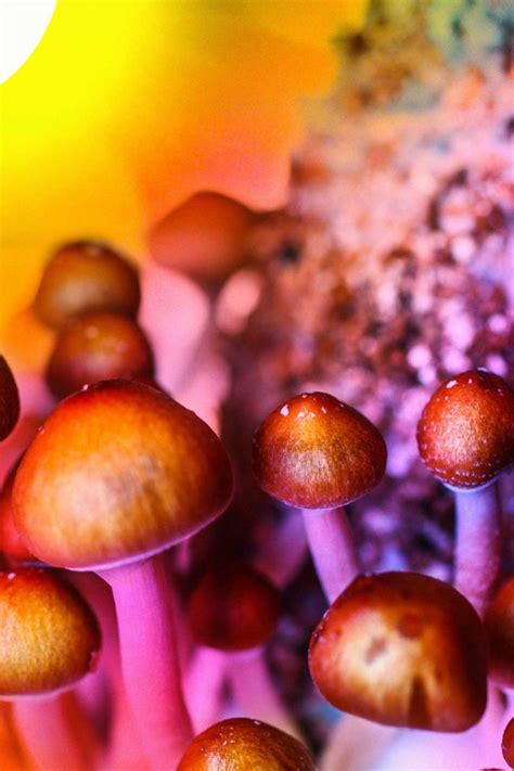 Psilocybin and magic mushrooms: Effects and risks