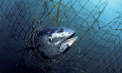 Bluefin Tuna | Species | WWF