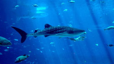 Whale Shark HD Wallpapers