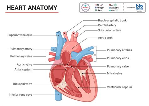 Human Heart- Location, Anatomy, Structure, Functions