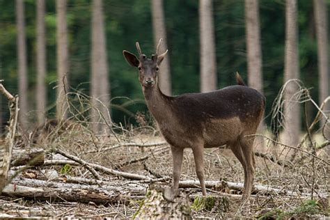 50+ Melanistic Deer Stock Photos, Pictures & Royalty-Free Images - iStock