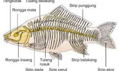 Organ Gerak Hewan dan Manusia – Penjelasan dan Fungsinya Lengkap | BprsKu.Co.Id