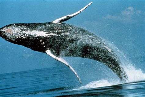 Breaching Humpback Whale - Hawaii Pictures