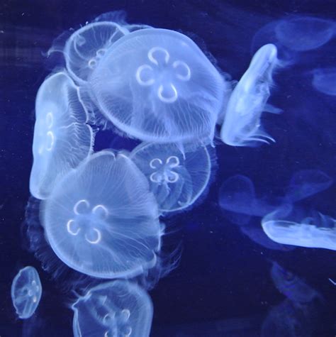 Daily Photo: Jellyfish from deep Ocean - PremiumCoding