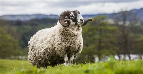 What is a Male Sheep Called? [ANSWERED] - RaisingSheep.net