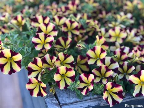 Top 7 Petunia Companion Plants and What Not to Grow | Florgeous