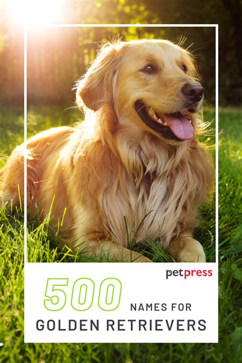 500 Golden Retriever Names - Popular Male and Female Names | PetPress