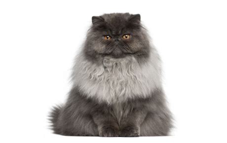 Persian Cat Guide - Breed Personality & Health | Canna-Pet®