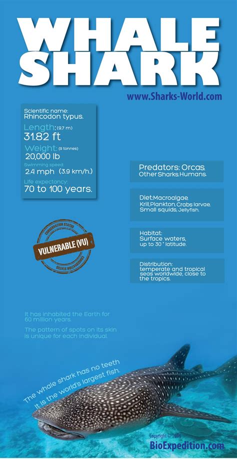 Whale Shark Infographic