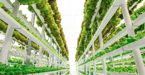 Vertical Farming: Concept, Techniques & Advantages - Prakati India