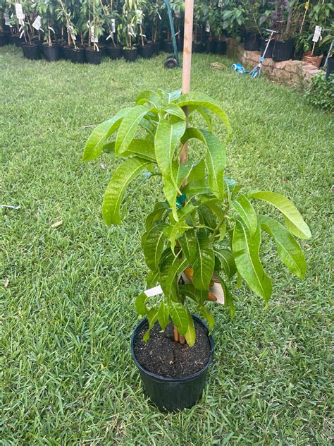 Mango tree HADEN variety grafted | Etsy