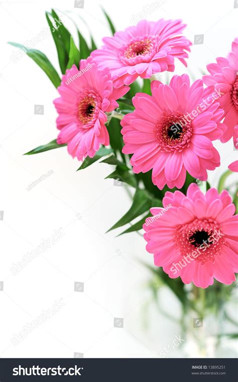 Pink Gerber Daisies Bouquet Stock Photo 13895251 : Shutterstock