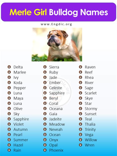 250+ Female Bulldog Names (Unique, Exotic, Funny) - EngDic