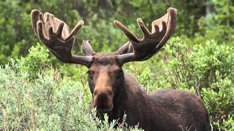 How a moose tax can help B.C. wildlife conservation | The Working Forest