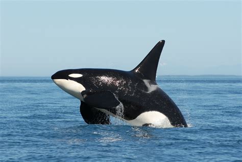 Orca Killer Whale HD wallpapers Download