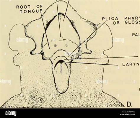 Foramen Cecum Embryology