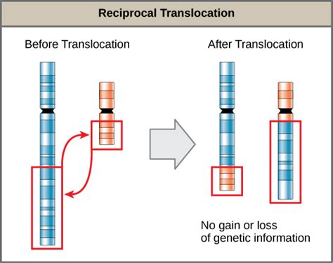 Chromosomal Structural Rearrangements | Biology for Majors I