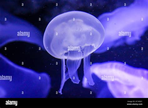 Detail of jellyfish, medusa Stock Photo - Alamy