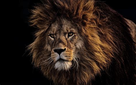 4K Ultra HD Lion Wallpapers - Top Free 4K Ultra HD Lion Backgrounds - WallpaperAccess