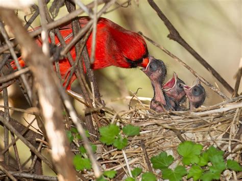 Cardinal Nesting (Behavior, Eggs, Location + FAQs) | Birdfact