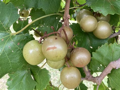 Muscadine Grapes – Herndon Hills Farm